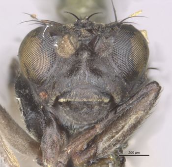 Media type: image;   Entomology 11167 Aspect: head frontal view